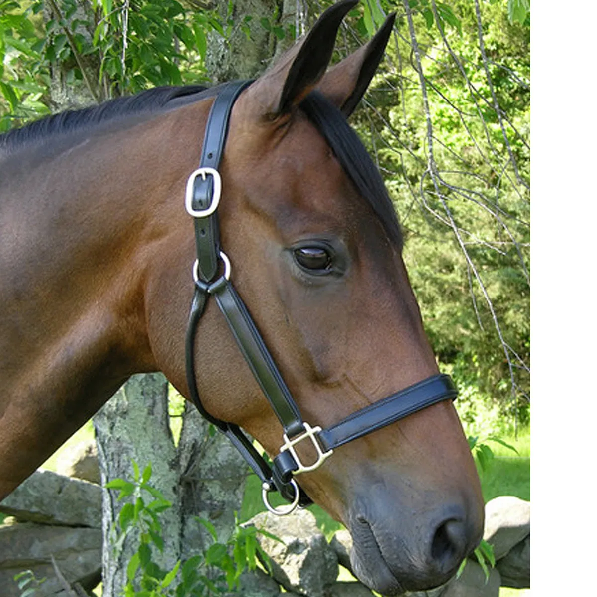 Black Oak by KL Select Sycamore Halter